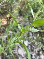 Heterotheca camporum