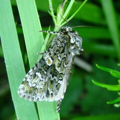 Craniophora ligustri