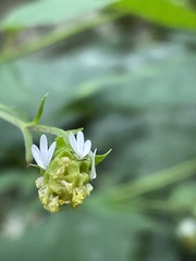 Polymnia laevigata