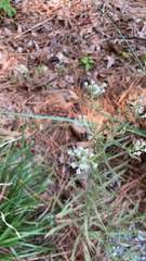 Eupatorium hyssopifolium