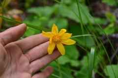 Arnica