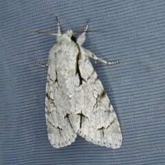 Acronicta psi