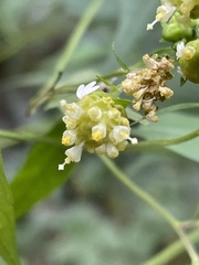 Polymnia laevigata