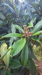 Eriobotrya japonica
