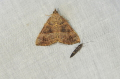 Hypena deceptalis
