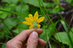 Arnica
