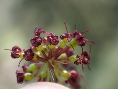 Lomatium