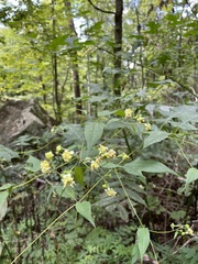 Polymnia laevigata