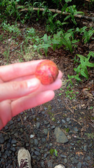 Amphibolips quercusjuglans