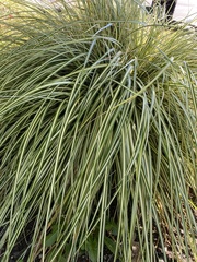 Carex oshimensis