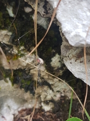 Leiobunum roseum