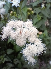Ageratina glechonophylla