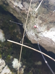 Leiobunum roseum