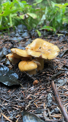 Cuphophyllus pratensis