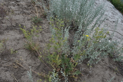 Potentilla pensylvanica