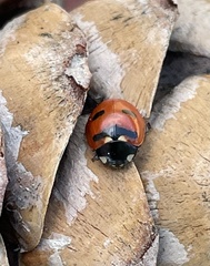 Coccinella transversoguttata
