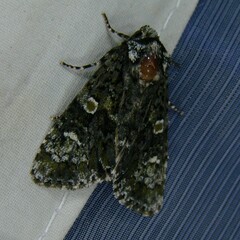 Craniophora ligustri