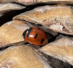 Coccinella transversoguttata