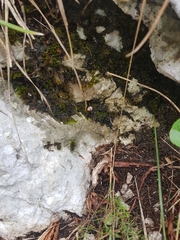 Leiobunum roseum