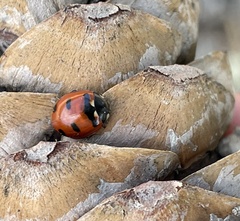 Coccinella transversoguttata