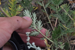 Potentilla pensylvanica