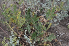 Potentilla pensylvanica