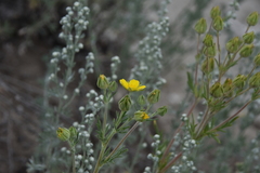 Potentilla pensylvanica