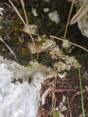 Leiobunum roseum