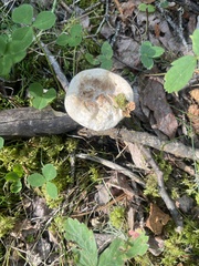 Lactarius torminosus