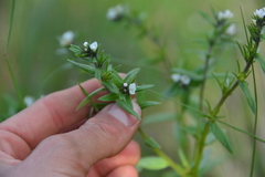 Buglossoides arvensis