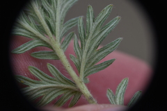 Potentilla pensylvanica