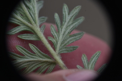 Potentilla pensylvanica