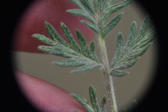 Potentilla pensylvanica