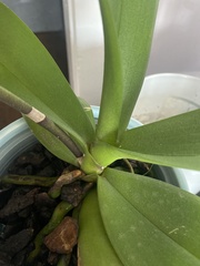 Phalaenopsis