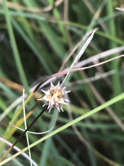 Carex viridula