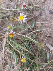 Tripolium pannonicum