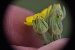 Potentilla pensylvanica