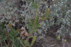 Potentilla pensylvanica