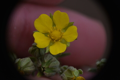 Potentilla pensylvanica