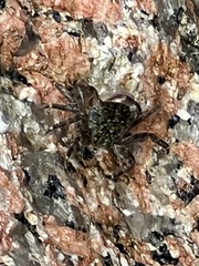 Pachygrapsus transversus