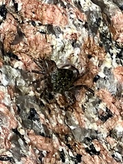 Pachygrapsus transversus