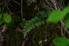 Polypodium hesperium