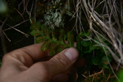 Polypodium hesperium