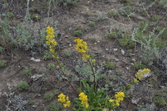Solidago simplex