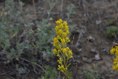 Solidago simplex