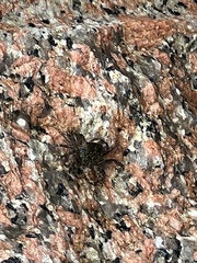 Pachygrapsus transversus