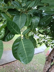 Tabebuia heterophylla