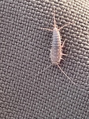 Lepismatidae