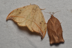 Drepana arcuata