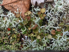 Cladonia chlorophaea